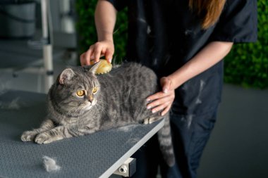 Bir kuaförde, yeşil bitki arka planında siyah üniformalı bir usta masanın üstünde elinde masaj fırçası olan kısa saçlı küçük bir İskoç kedisi tarıyor.