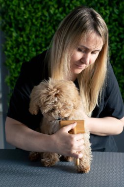 Bir kuaförde, yeşil bitki arka planında siyah üniformalı bir usta masanın üstünde elinde bir masaj fırçasıyla duran kısa saçlı küçük bir maltipoo tarar.