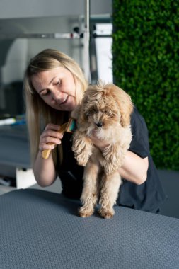 Bir kuaförde, yeşil bitki arka planında siyah üniformalı bir usta masanın üstünde elinde bir masaj fırçasıyla duran kısa saçlı küçük bir maltipoo tarar.