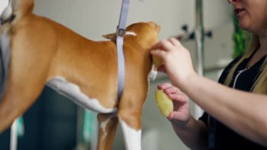 Bir kuaförde siyah üniformalı bir usta yeşil bir bitki arka planında kısa saçlı küçük bir köpek masaj fırçasıyla masanın üzerinde duruyor.