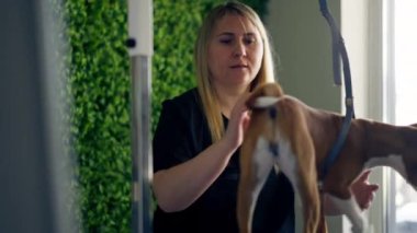 Bir kuaförde siyah üniformalı bir usta yeşil bir bitki arka planında kısa saçlı küçük bir köpek masaj fırçasıyla masanın üzerinde duruyor.