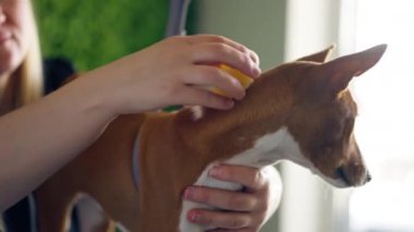 Bir kuaförde, yeşil bir bitki arka planında siyah üniformalı bir usta, kısa saçlı, masaj fırçasıyla masanın üstünde duran küçük bir köpeği tarıyor.