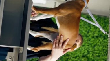 Bir kuaförde dikey video, yeşil bir bitki arka planında siyah üniformalı bir usta, kısa saçlı, masaj fırçasıyla masanın üstünde duran küçük bir köpeği tarıyor.