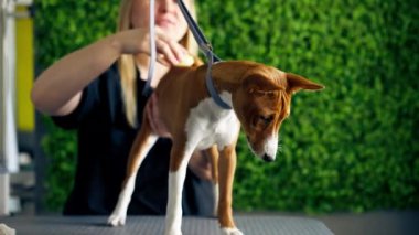 Bir kuaförde siyah üniformalı bir usta yeşil bir bitki arka planında kısa saçlı küçük bir köpek masaj fırçasıyla masanın üzerinde duruyor.