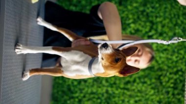 Bir kuaförde dikey video, yeşil bir bitki arka planında siyah üniformalı bir usta, kısa saçlı, masaj fırçasıyla masanın üstünde duran küçük bir köpeği tarıyor.