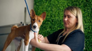 Bir kuaförde siyah üniformalı bir usta yeşil bir bitki arka planında kısa saçlı küçük bir köpek masaj fırçasıyla masanın üzerinde duruyor.