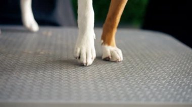 Gümüş bir masanın üzerindeki kuaför salonunda, taraklı köpek patilerinden çıkan yün yumakları için profesyonel aksesuarlar var.