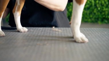 Gümüş bir masanın üzerindeki kuaför salonunda, taraklı köpek patilerinden çıkan yün yumakları için profesyonel aksesuarlar var.