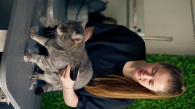 Bir kuaför salonunda dikey video yeşil bir bitki arka planında siyah üniformalı bir usta masadaki masaj fırçasıyla duran kısa saçlı küçük İskoç bir kediyi tarıyor.