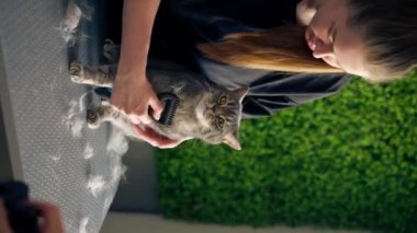 Bir kuaför salonunda dikey video yeşil bir bitki arka planında siyah üniformalı bir usta masadaki masaj fırçasıyla duran kısa saçlı küçük İskoç bir kediyi tarıyor.