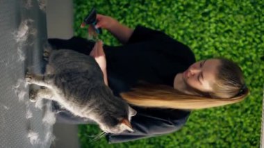 Bir kuaför salonunda dikey video yeşil bir bitki arka planında siyah üniformalı bir usta masadaki masaj fırçasıyla duran kısa saçlı küçük İskoç bir kediyi tarıyor.
