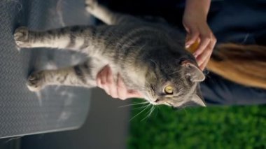 Üniformalı bir kuaför salonunda yeşil bitkilerin arka planına yakın dikey bir video. Elini tutuyor ve masajla masanın üzerinde duran küçük bir İskoç kedinin karnını tarıyor.