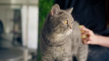 Bir kuaför salonuna yakın yeşil bir bitki arka planında siyah üniformalı bir usta masanın üzerinde duran kısa saçlı küçük İskoç bir kediyi tarıyor.