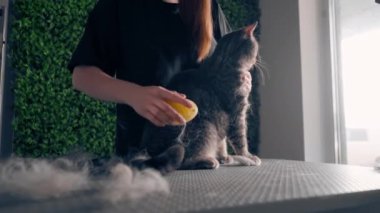 Bir kuaförde, yeşil bitki arka planında siyah üniformalı bir usta masanın üstünde elinde masaj fırçası olan kısa saçlı küçük bir İskoç kedisi tarıyor.