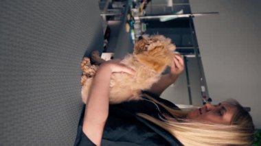 Bir kuaför salonunda dikey video yeşil bir bitki arka planında siyah üniformalı bir usta masanın üzerinde duran kısa saçlı küçük bir maltipoo 'yu tarıyor.