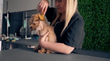 Bir kuaförde, yeşil bitki arka planında siyah üniformalı bir usta masanın üstünde elinde bir masaj fırçasıyla duran kısa saçlı küçük bir maltipoo tarar.