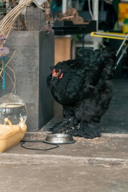 in a large green workshop on a concrete floor surrounded by furniture in the workshop and decor, a black decorative large chicken feeds on grain from a bowl clipart