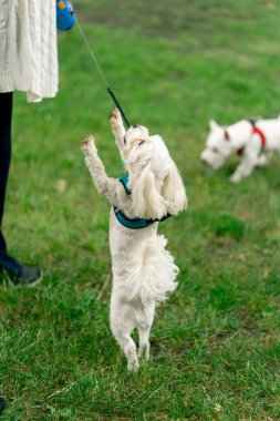 Yazın, parkta mavi bir tasmayla yürürken, küçük beyaz bir Maltese köpeği sahibinin etrafında dönüyor, sahibinin yanında yürüyor.
