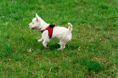 Ziyaretçilerin dinlenmesi için park alanını kapatın. Batı Highland 'da tasmalı küçük beyaz köpek parkta gezen bir yabancıyı fark etti.