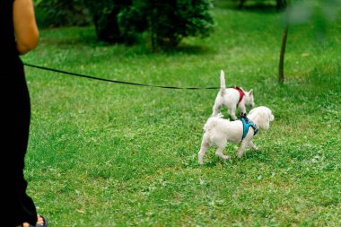 Ziyaretçiler için park alanı yeşil çimleri biçsin. Yürüyen köpekler için. Sahibi Malta ve Batı İskoçyalı ortak yürüyüşleri yapıyor.