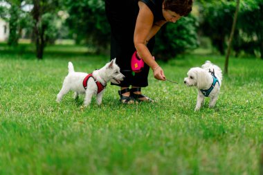 Ziyaretçiler için park alanı yeşil çimleri biçsin. Yürüyen köpekler için. Sahibi Malta ve Batı İskoçyalı ortak yürüyüşleri yapıyor.