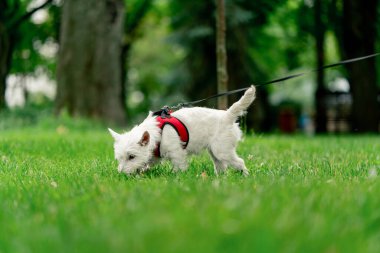 Ziyaretçilerin dinlenmesi için park alanını kapatın. Batı Highland 'da tasmalı küçük beyaz köpek parkta gezen bir yabancıyı fark etti.