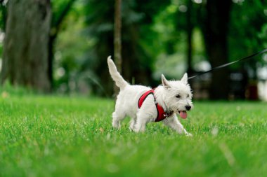 Ziyaretçilerin dinlenmesi için park alanını kapatın. Batı Highland 'da tasmalı küçük beyaz köpek parkta gezen bir yabancıyı fark etti.