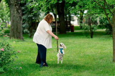 Yazın parkta mavi bir tasmayla yürürken, küçük beyaz bir Maltese köpeği sahibinin etrafında dönüyor, sahibinin yanında yürüyor.