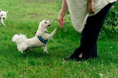 Yazın, parkta, tasmalı bir yürüyüş esnasında küçük beyaz bir Maltese köpeği sahibinin antrenmanını takip ediyor.