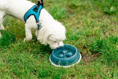 Yazın yakın plan. Parkta yeşil bir çimenlikte. Suyu bir kaseye koyuyor.