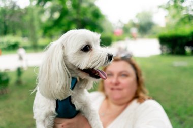 Yeşil bir çim biçimiyle yakın plan. Şişko sahibinin kollarında. En iyi arkadaşlar.