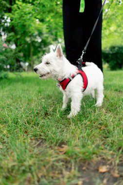 Ziyaretçilerin dinlenmesi için park alanını kapatın. Batı Highland 'da tasmalı küçük beyaz köpek parkta gezen bir yabancıyı fark etti.