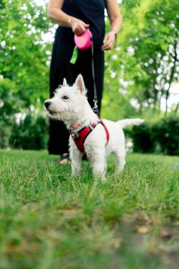 Ziyaretçilerin dinlenmesi için park alanını kapatın. Batı Highland 'da tasmalı küçük beyaz köpek parkta gezen bir yabancıyı fark etti.
