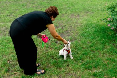 Yaz mevsiminde parkta tasmalı bir yürüyüş yapan küçük beyaz bir dağ köpeği sahibinin antrenmanını takip ediyor.