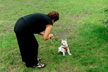 Yaz mevsiminde parkta tasmalı bir yürüyüş yapan küçük beyaz bir dağ köpeği sahibinin antrenmanını takip ediyor.