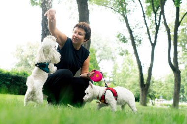 Yazın parkta yeşil bir çimenlikte Malta 'lı bir fino köpeği ve arka ayaklarının üzerinde dans eden bir West Highland.