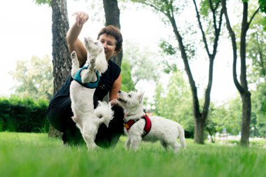 Yazın parkta yeşil bir çimenlikte Malta 'lı bir fino köpeği ve arka ayaklarının üzerinde dans eden bir West Highland.