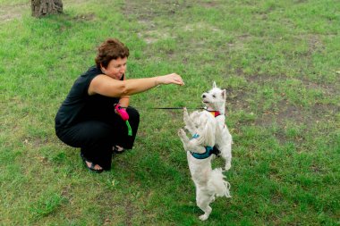 Yazın parkta yeşil bir çimenlikte Malta 'lı bir fino köpeği ve arka ayaklarının üzerinde dans eden bir West Highland.