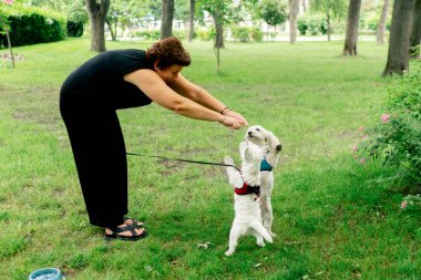 Yazın parkta yeşil bir çimenlikte Malta 'lı bir fino köpeği ve arka ayaklarının üzerinde dans eden bir West Highland.