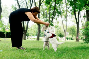 Ziyaretçiler için park alanı yeşil çimleri biçmek için yürüyen köpekler için yürüme yeri Maltese ve West Highlander ortaklaşa yürüme