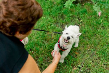 Ziyaretçiler için park alanını kapatın. Yeşil çimleri biçin. Yürüyen köpekler için.