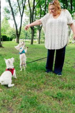 Yazın parkta yeşil bir çimenlikte Malta 'lı bir fino köpeği ve West Highland sahibinin etrafında dans ediyor.