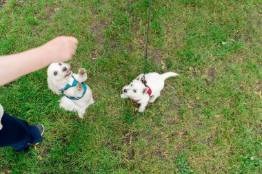 Yazın, parkta yeşil bir çimenlikte Maltalı bir fino köpeği ve arka ayaklarının üzerinde dans eden bir West Highland dansçısı.