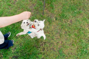 Yazın, parkta yeşil bir çimenlikte Maltalı bir fino köpeği ve arka ayaklarının üzerinde dans eden bir West Highland dansçısı.