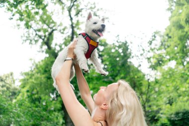 Yazın parkta yürüyen sarışın bir sahibinin kollarında beyaz bir West Highland Terrier ile öpüşüyor ve onunla güneşleniyor.