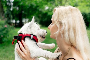 Yazın parkta, kollarının üzerinde yürüyen sarışın bir sahibin kollarında beyaz bir West Highland Terrier ile öpüşüyor ve onunla güneşleniyor.