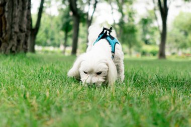 Yazın parkta yeşil bir çimenlikte tasmasız fino köpekleri oynarlarken favori hobisi bölgeyi keşfetmek.