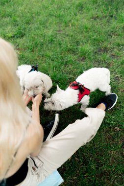 Yaz aylarında parkta yürüyüş yapan sarışın bir ev hanımı Batı Highland Teriyeri ve en sevdiği köpeğiyle çimenlerde oturuyor.