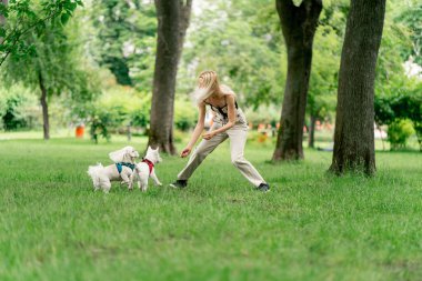 Yazın parkta yürürken sarışın sahibi West Highland Terrier ve en sevdiği evcil hayvanı olan Malta 'lı köpekle oynar.