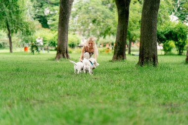 Yazın parkta yürürken sarışın sahibi West Highland Terrier ve en sevdiği evcil hayvanı olan Malta 'lı köpekle oynar.